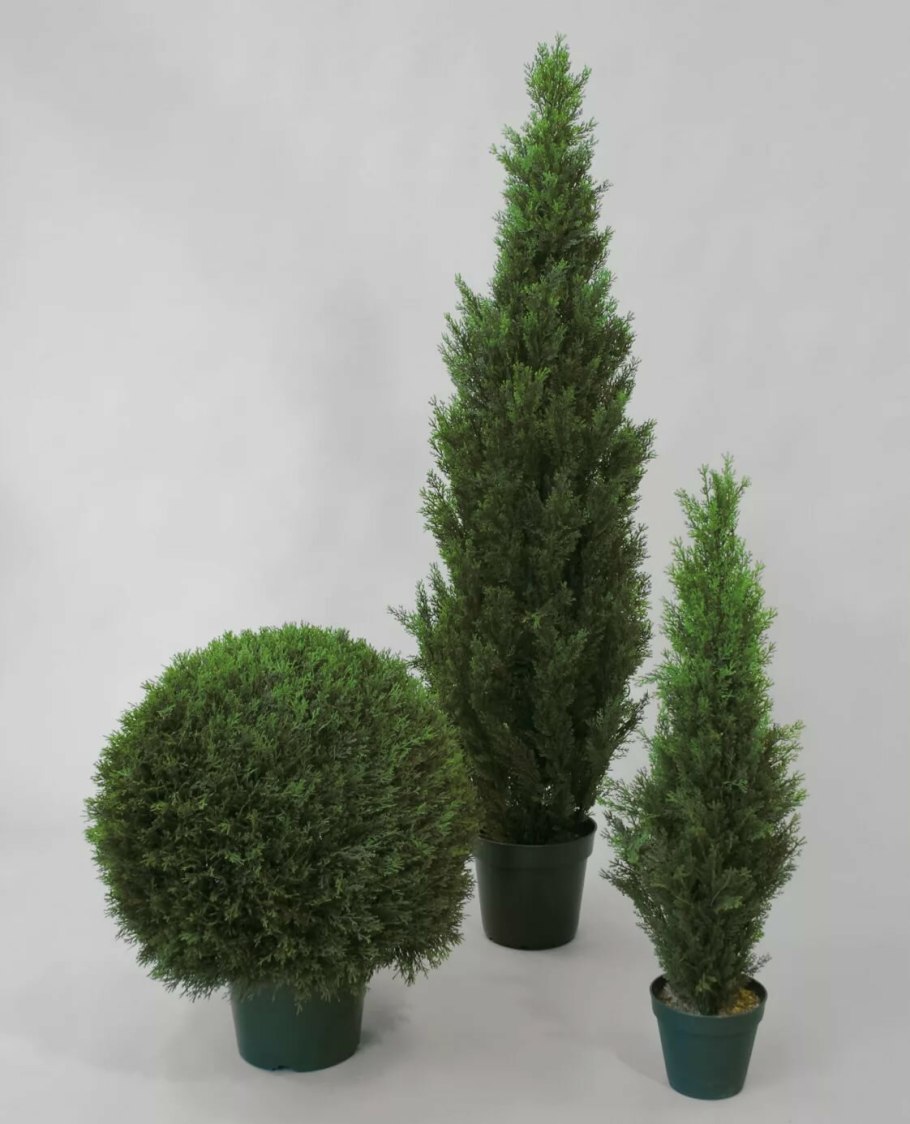 Кипарис Эдванс