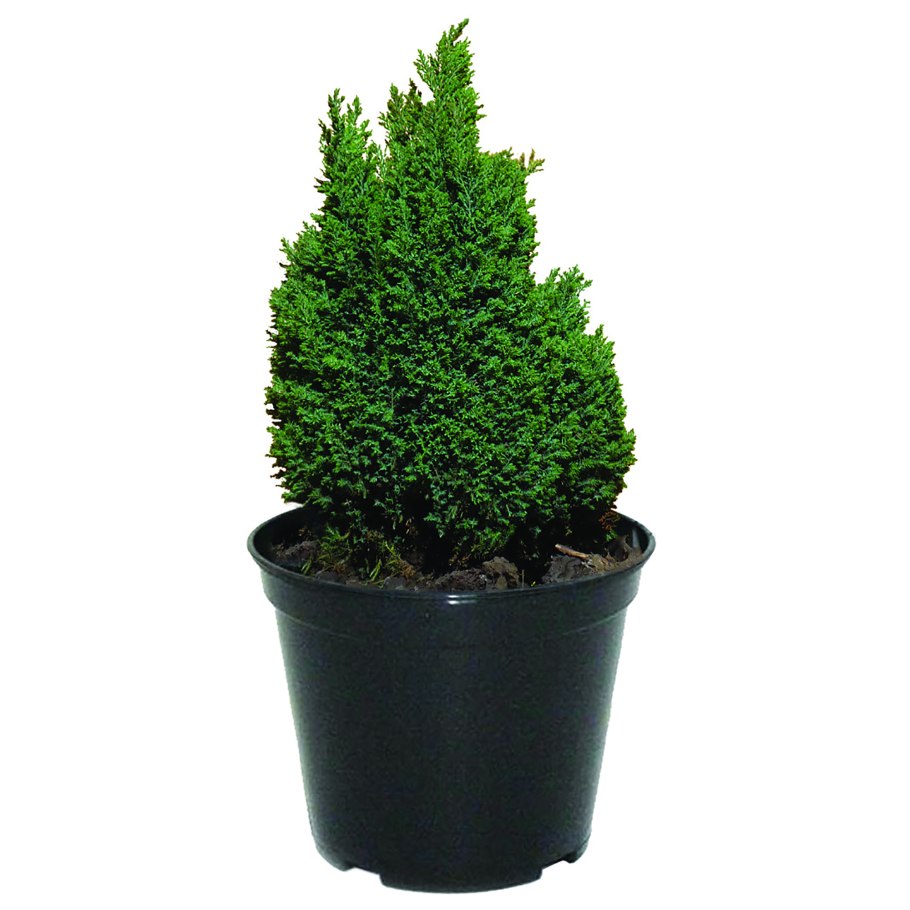 Кипарис Аризонский