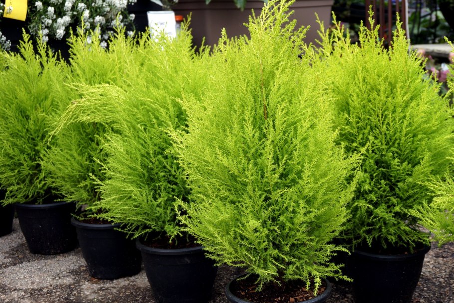 Кипарис Купрессус