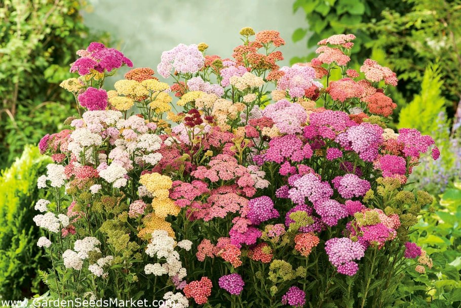 Тысячелистник Колорадо куст