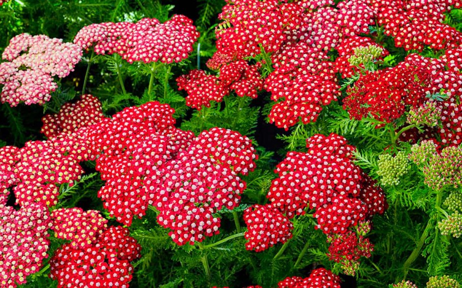 Тысячелистник Лаура