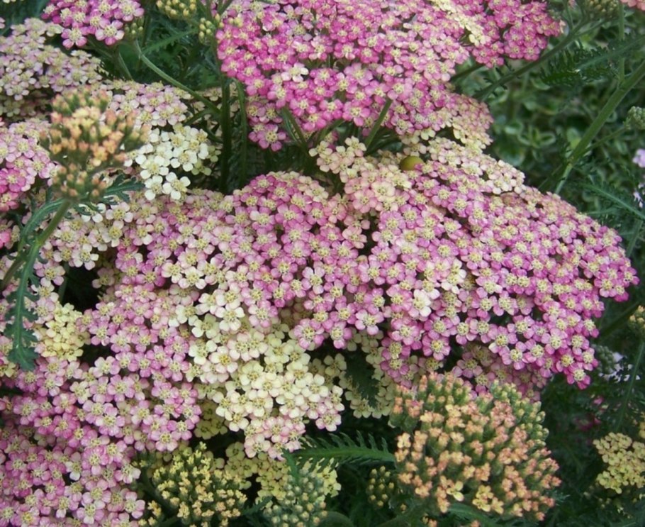 Тысячелистник Achillea millefolium Terracotta