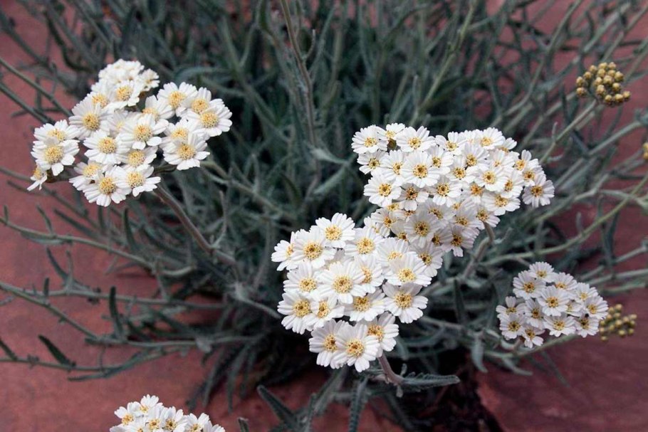 Тысячелистник обыкновенный (Achillea millefolium &#96;Summer Pastels&#96;)