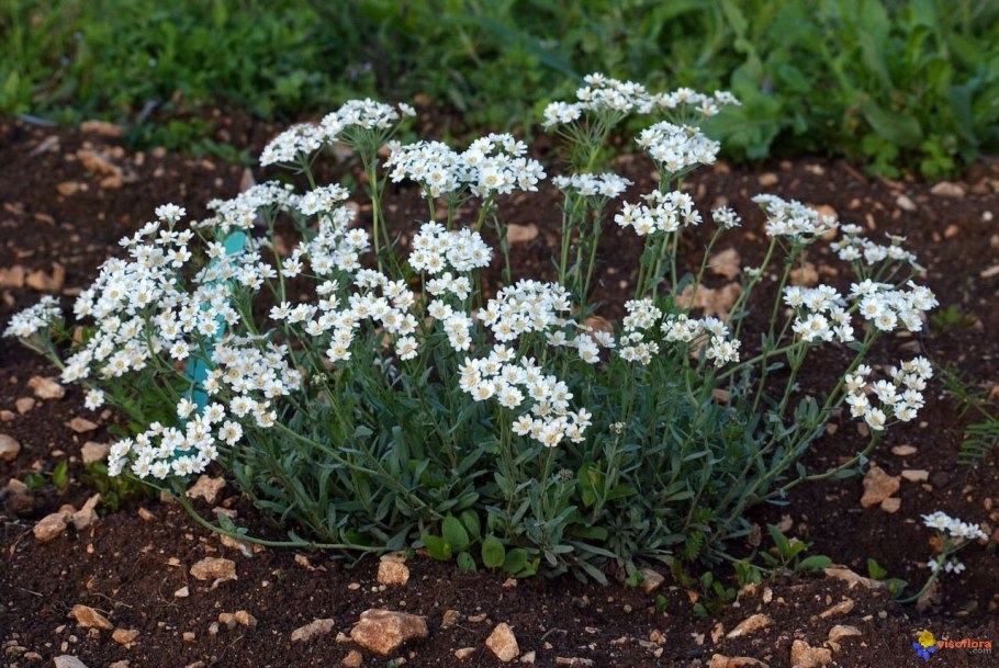 Тысячелистник Achillea lewisii King Edward