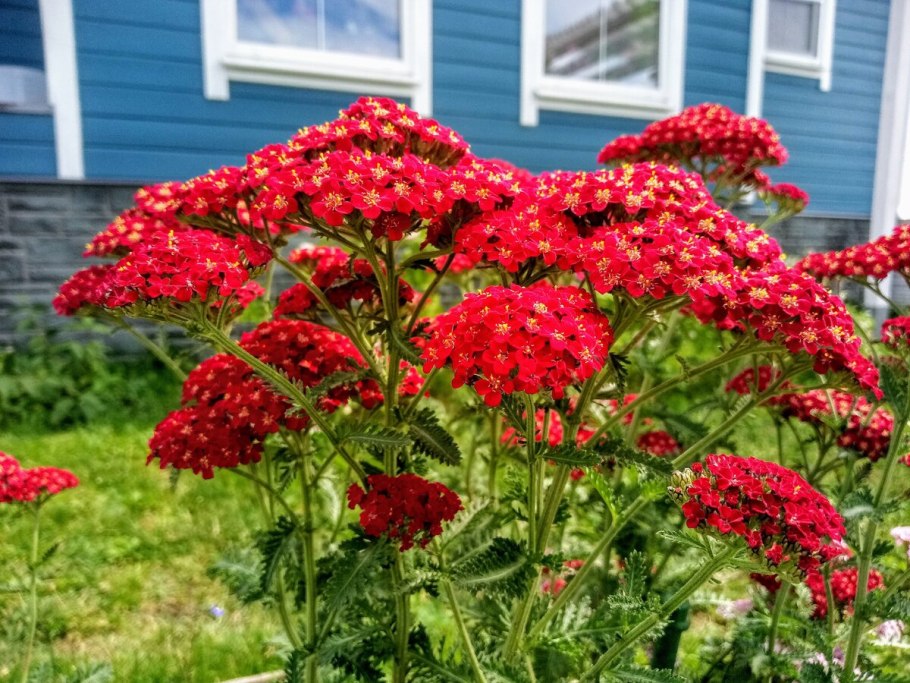 Тысячелистник флавербёрст ред Шейдес