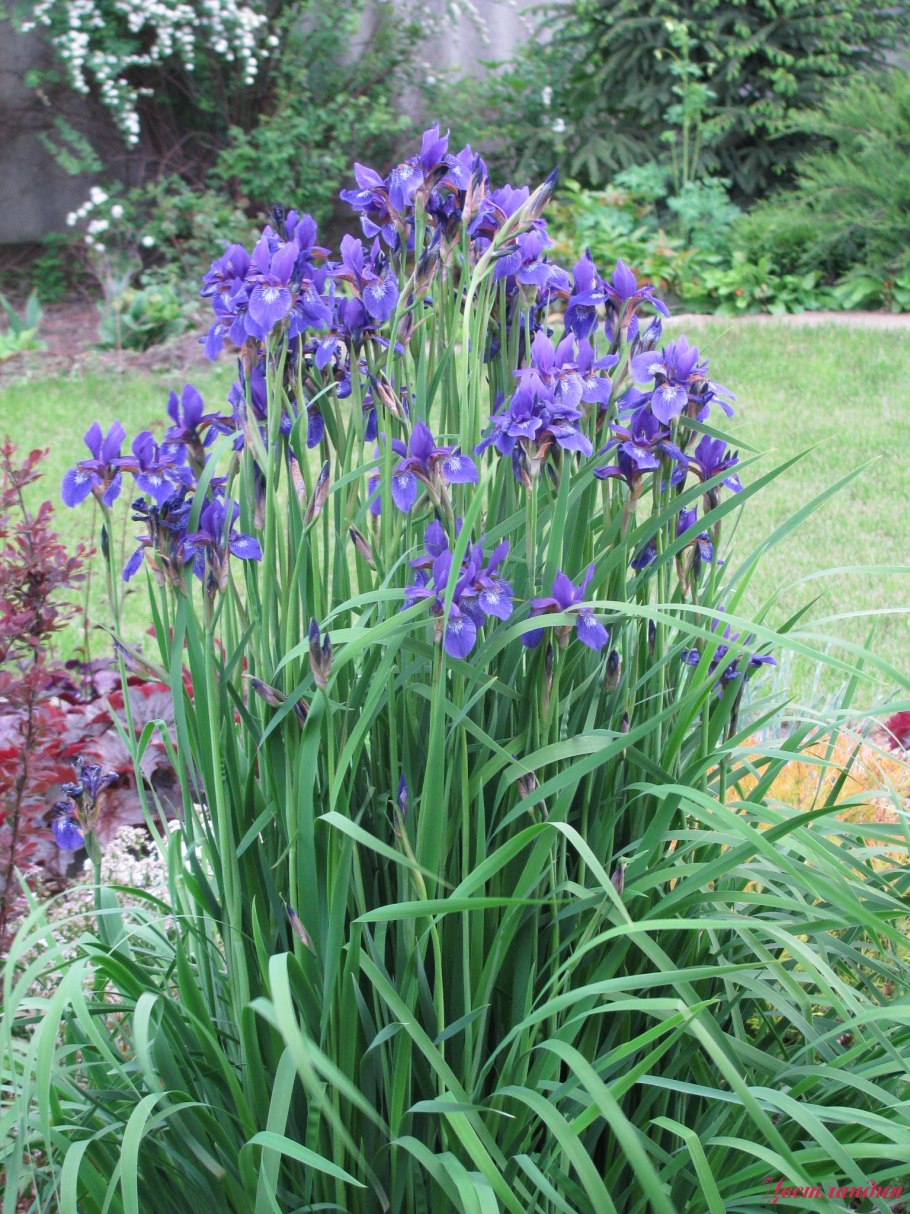 Ирис Сибирский куст