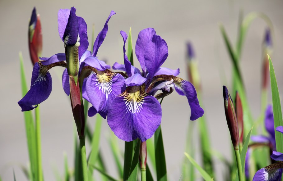 Ирис мечелистный (Iris ensata)