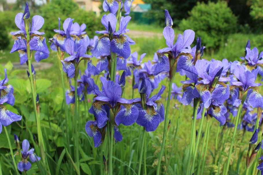 Ирис ультрамарин