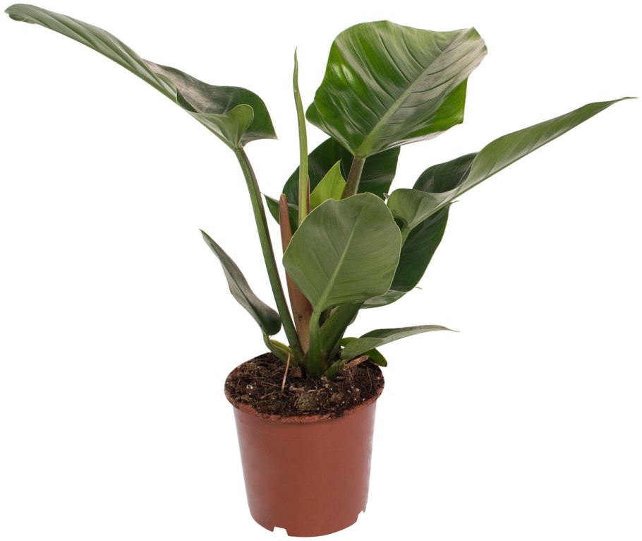 Phil Imperial Green