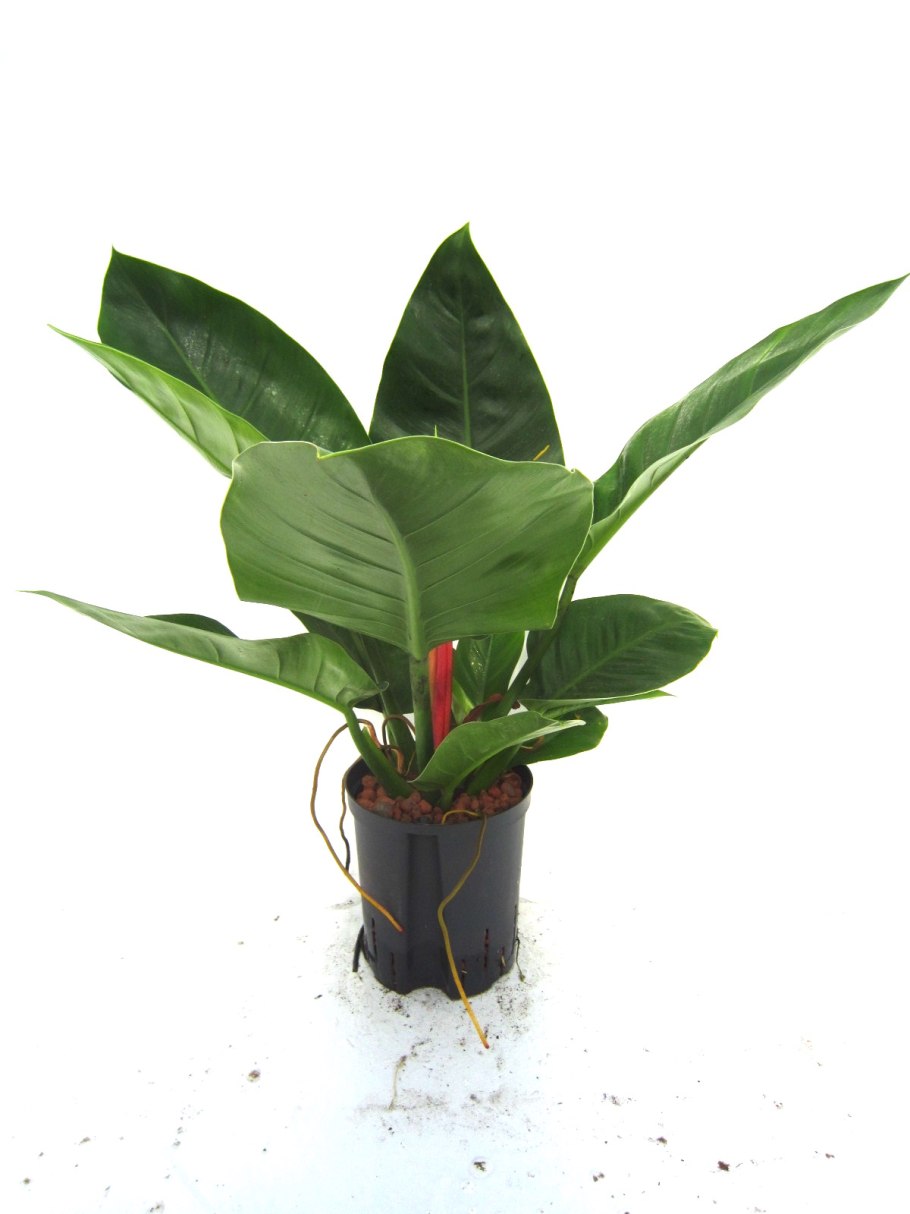 Филодендрон Imperial Green