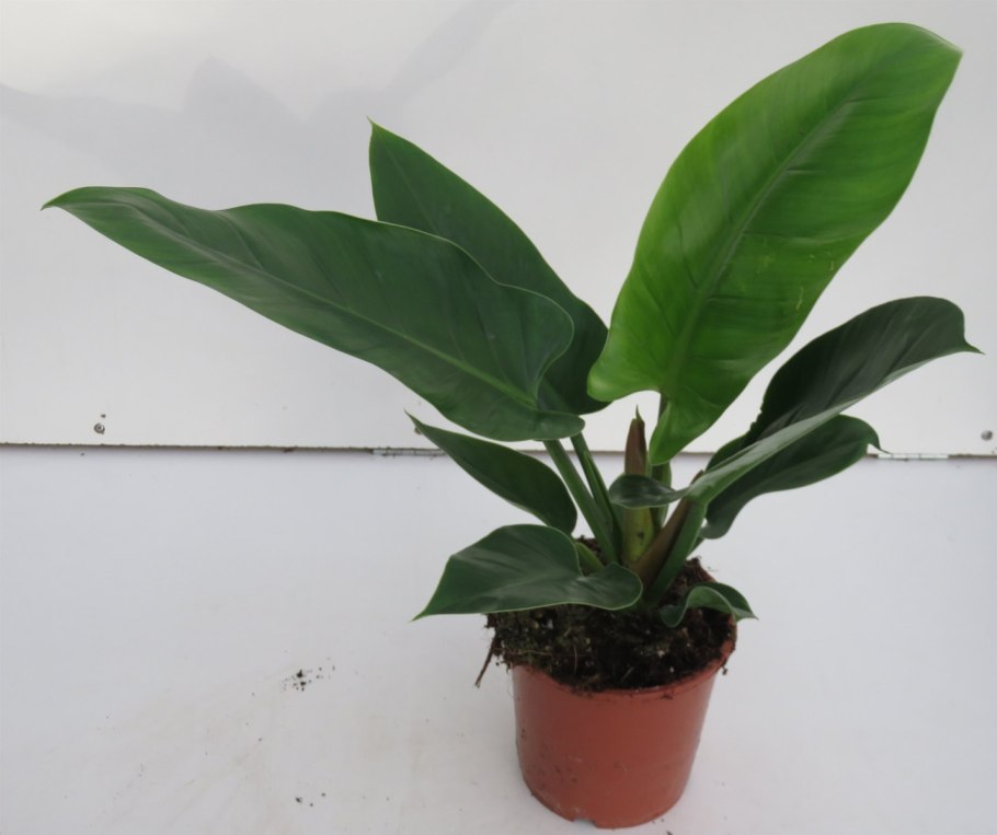 Филодендрон Imperial Green