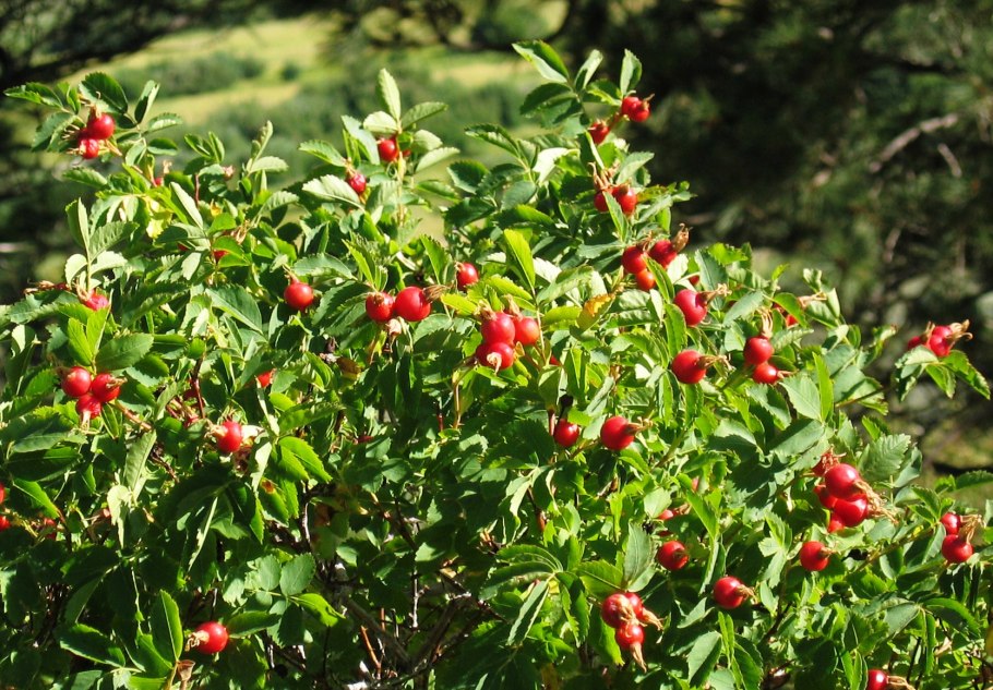 Шиповник Лесной