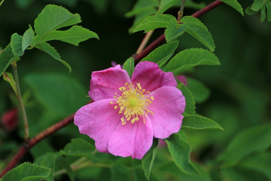 Шиповник Столистный