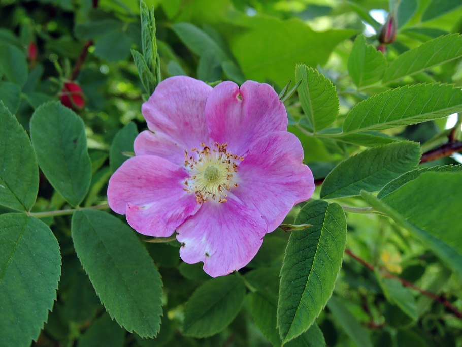 Шиповник Майский дикий