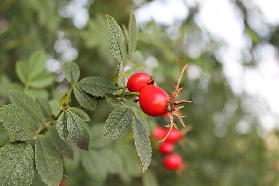Шиповник Пашенный
