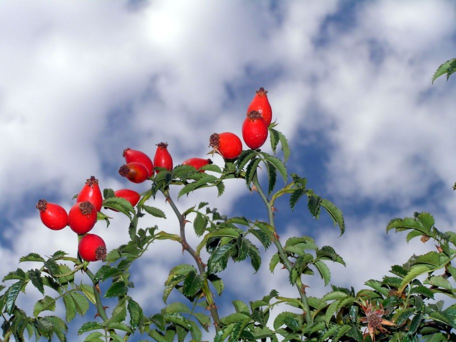 Шиповник обыкновенный Империя