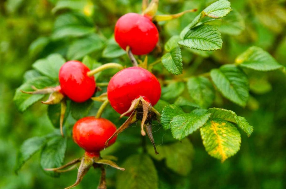 Шиповник бесшипный