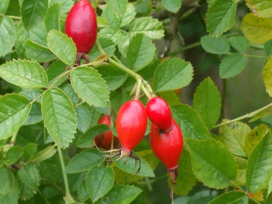 Шиповник Сибирский