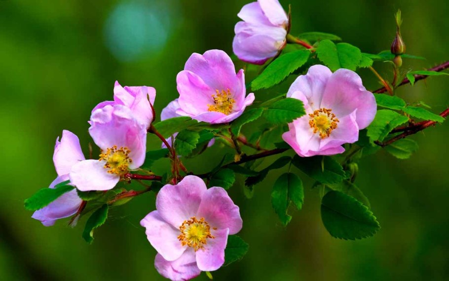 Шиповник Майский