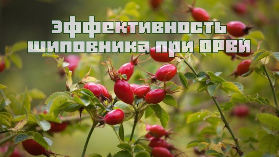 Шиповник на Руси