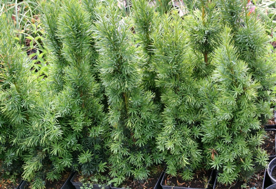 Тисс baccata elegantissima