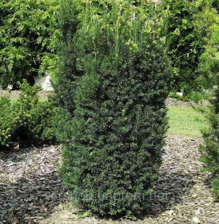 Taxus Rising Star