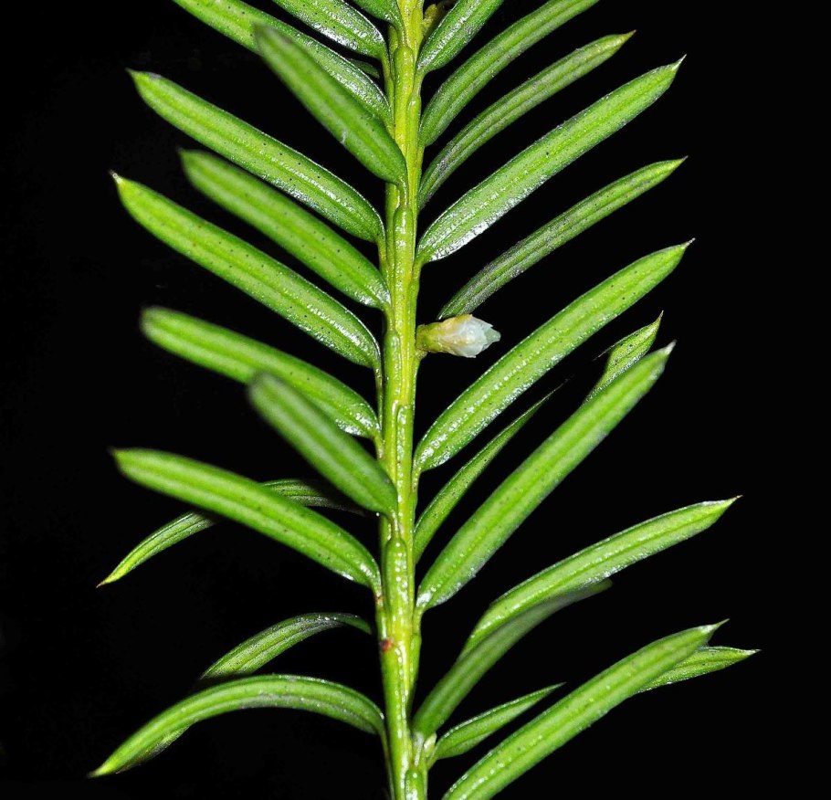 Тис Хикси теневыносливый