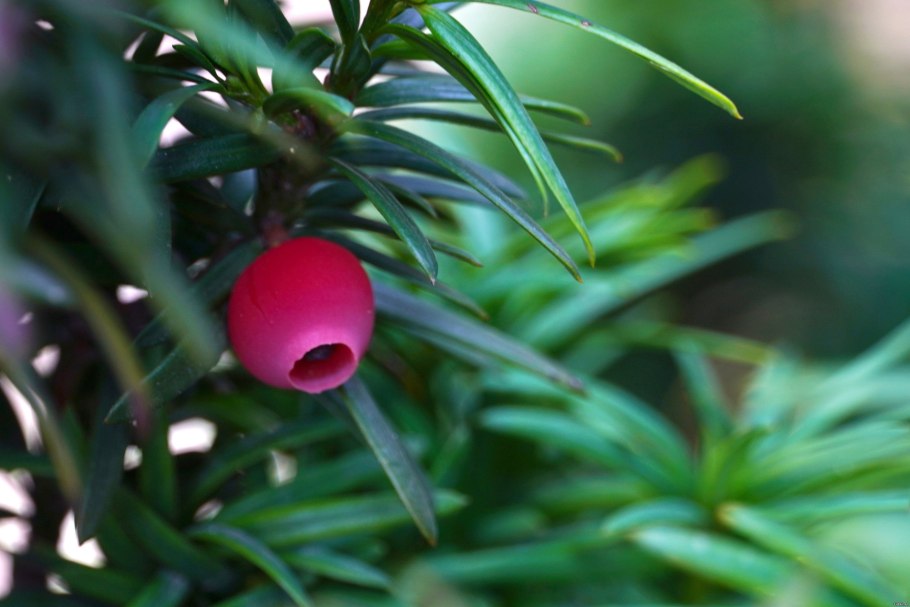 Тис средний "Хиллии" (Hillii)