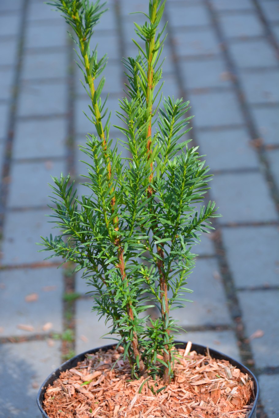 Тис ягодный Tymon Taxus baccata&#96;Tymon&#96;