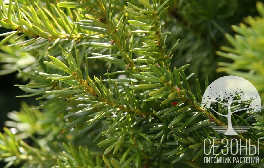 Тисс Еlegantissima туя