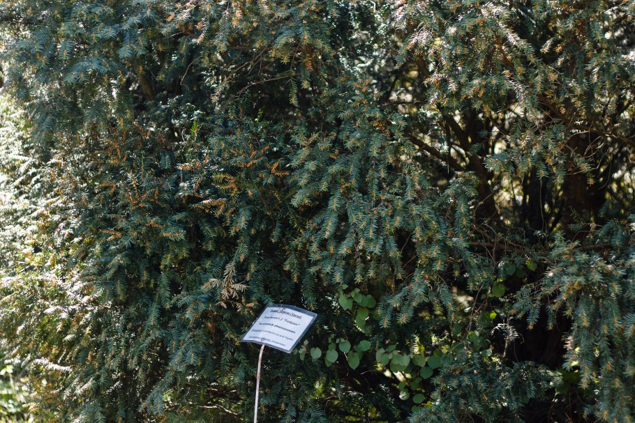 Тис Тихоокеанский кора