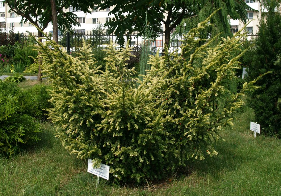 Тис канадский (Taxus canadensis) Ауреа