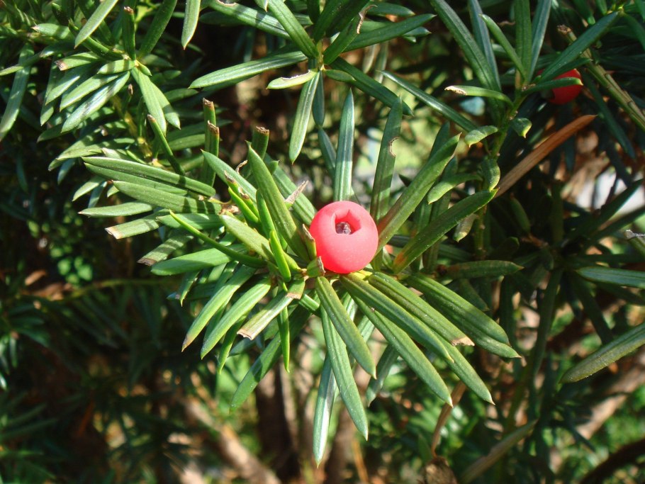 Тис взрослое дерево