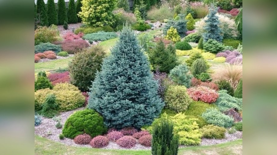 Ель Коника рокарий