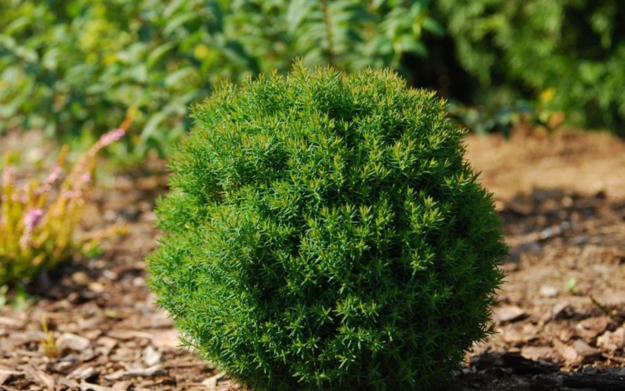 Thuja occidentalis Teddy