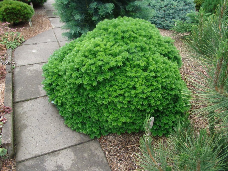 Abies Koreana Brilliant