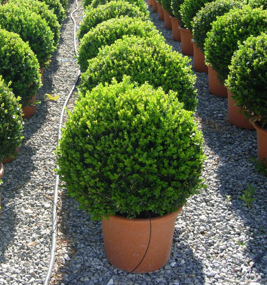 Самшит Buxus