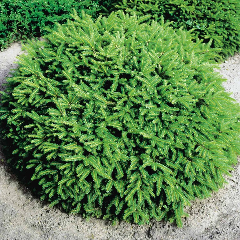 Ель европейская Нидиформис