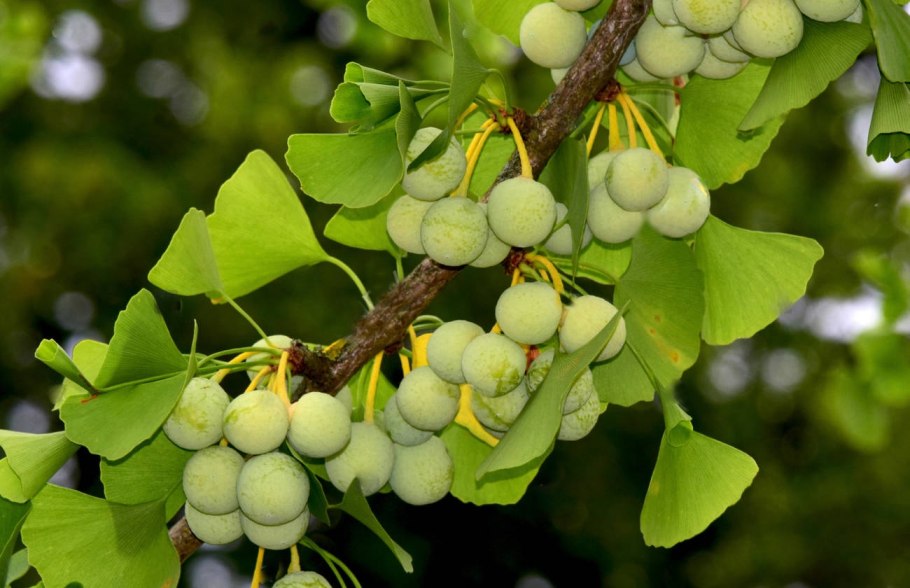 Гинкго билоба "Ginkgo Biloba"