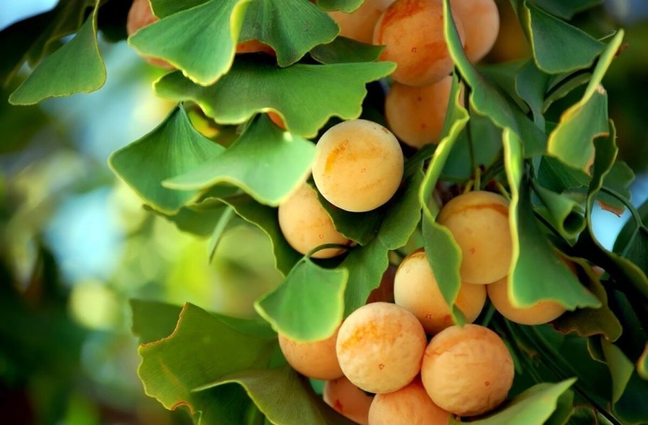 Гинкго двулопастной Ginkgo Biloba