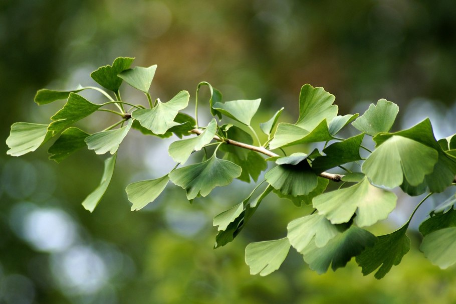 Гинкго двулопастный (Ginkgo Biloba)