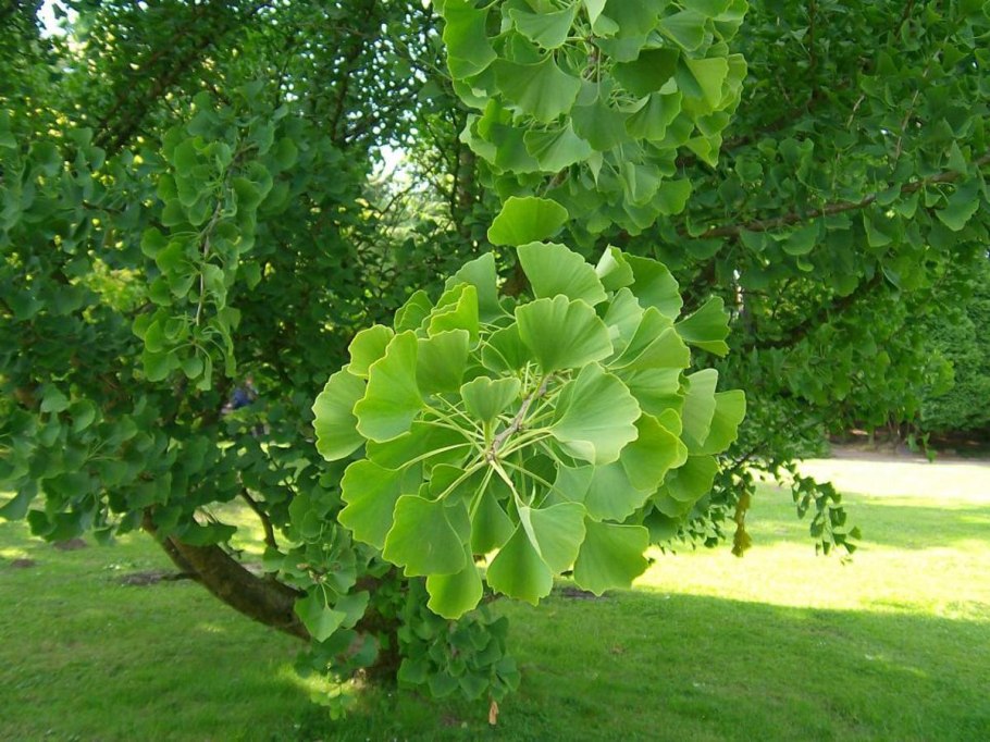 Гинкго билоба двулопастный Ginkgo Biloba кора