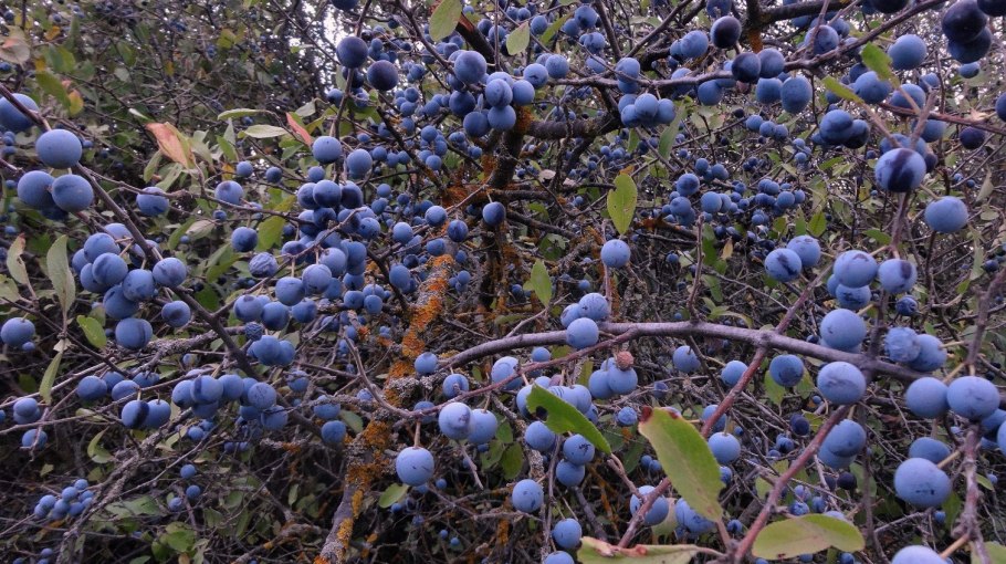 Слива колючая (Терн) (Prunus spinosa)