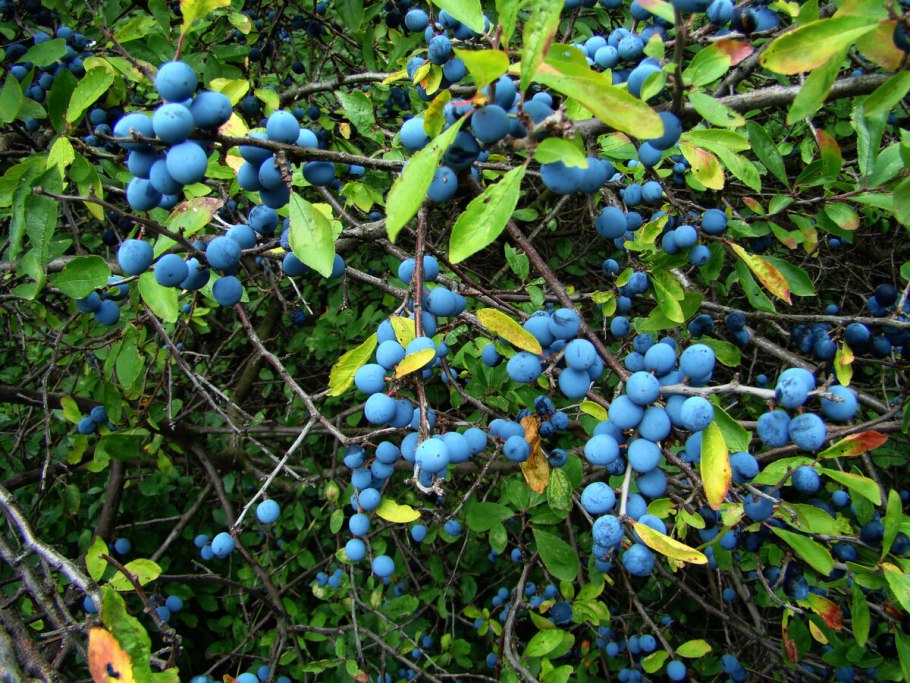 Терн (Prunus spinosa l.)