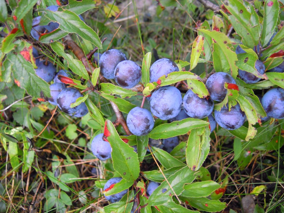 Терновник колючий кустарник