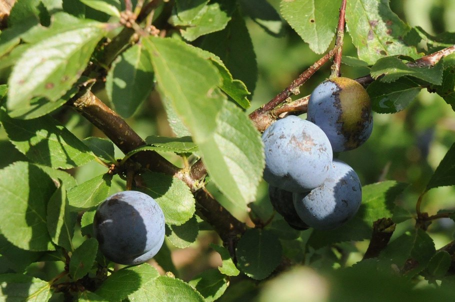 Слива колючая Терн