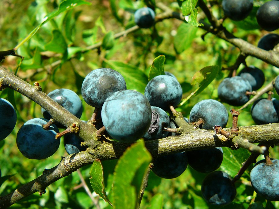 Терн (Prunus spinosa l.)