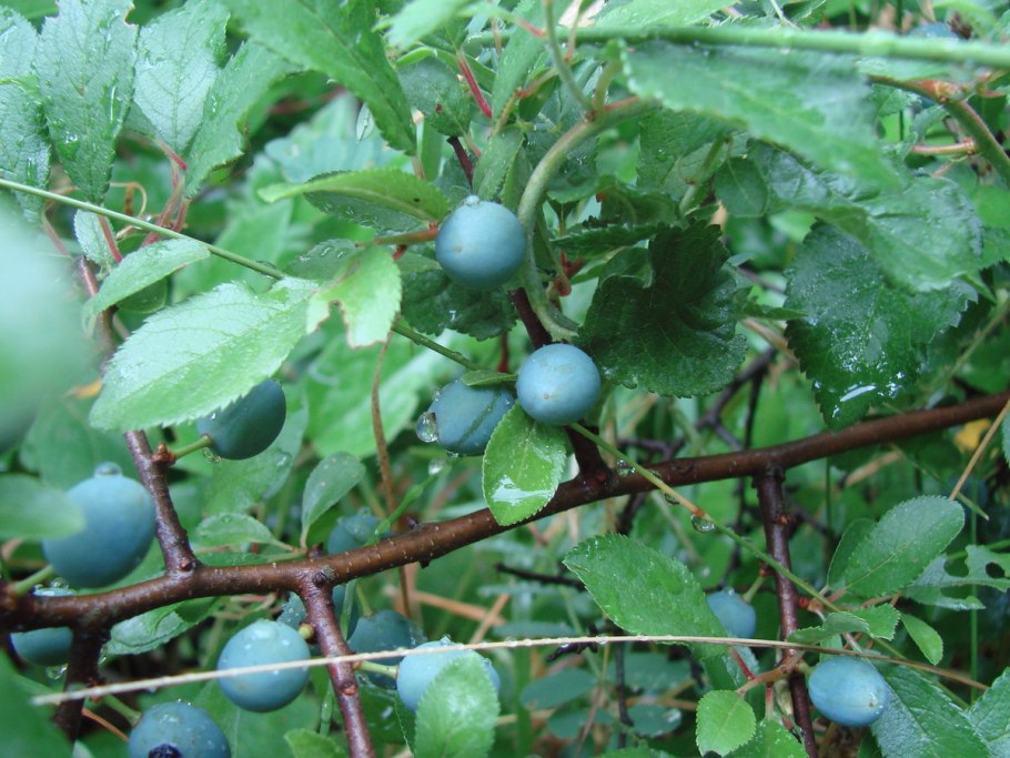 Слива колючая, Терн - Prunus spinosa дерево