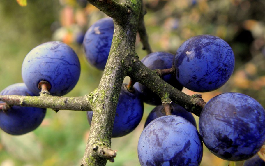 Терн (Prunus spinosa l.)