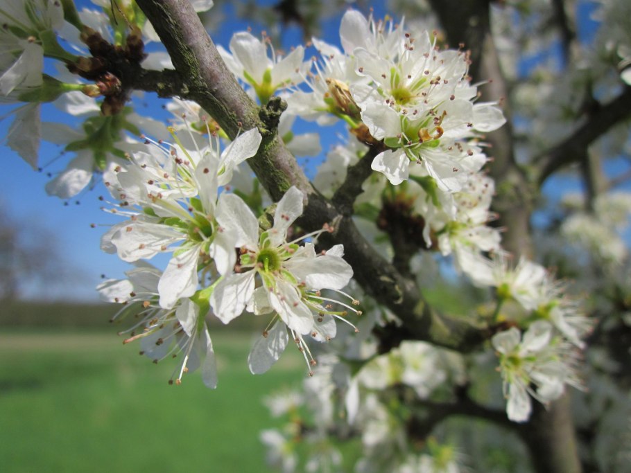 Prunus domestica дерево